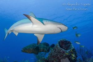 Reef Shark, Gardens of the Queen Cuba by Alejandro Topete 
